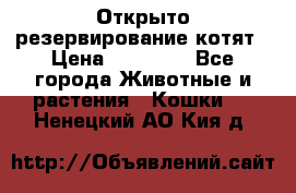 Открыто резервирование котят › Цена ­ 15 000 - Все города Животные и растения » Кошки   . Ненецкий АО,Кия д.